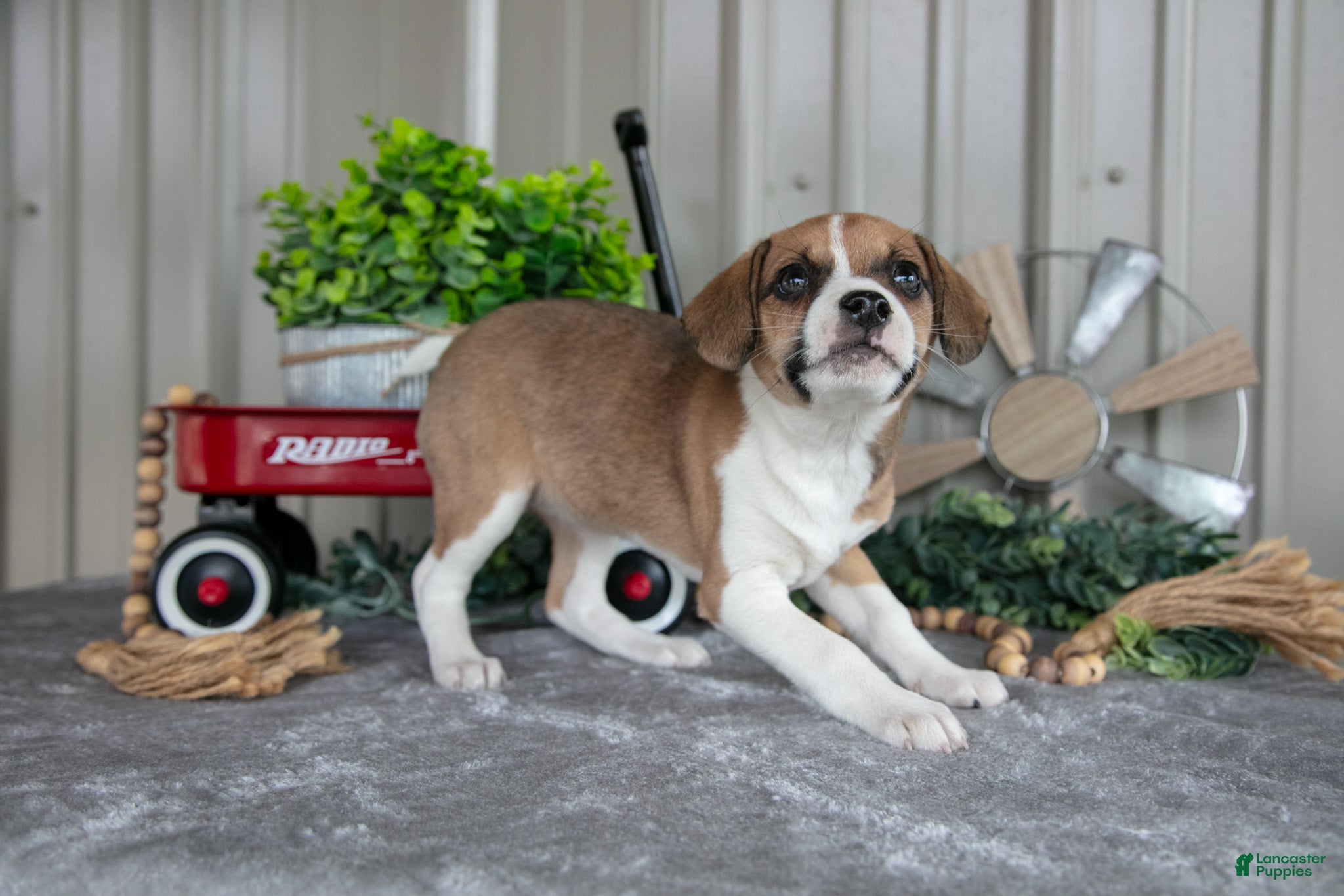 Mixed Breed dogs Trixie - Ad 2