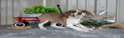 Mixed Breed dogs for sale: Trixie - Ad 2