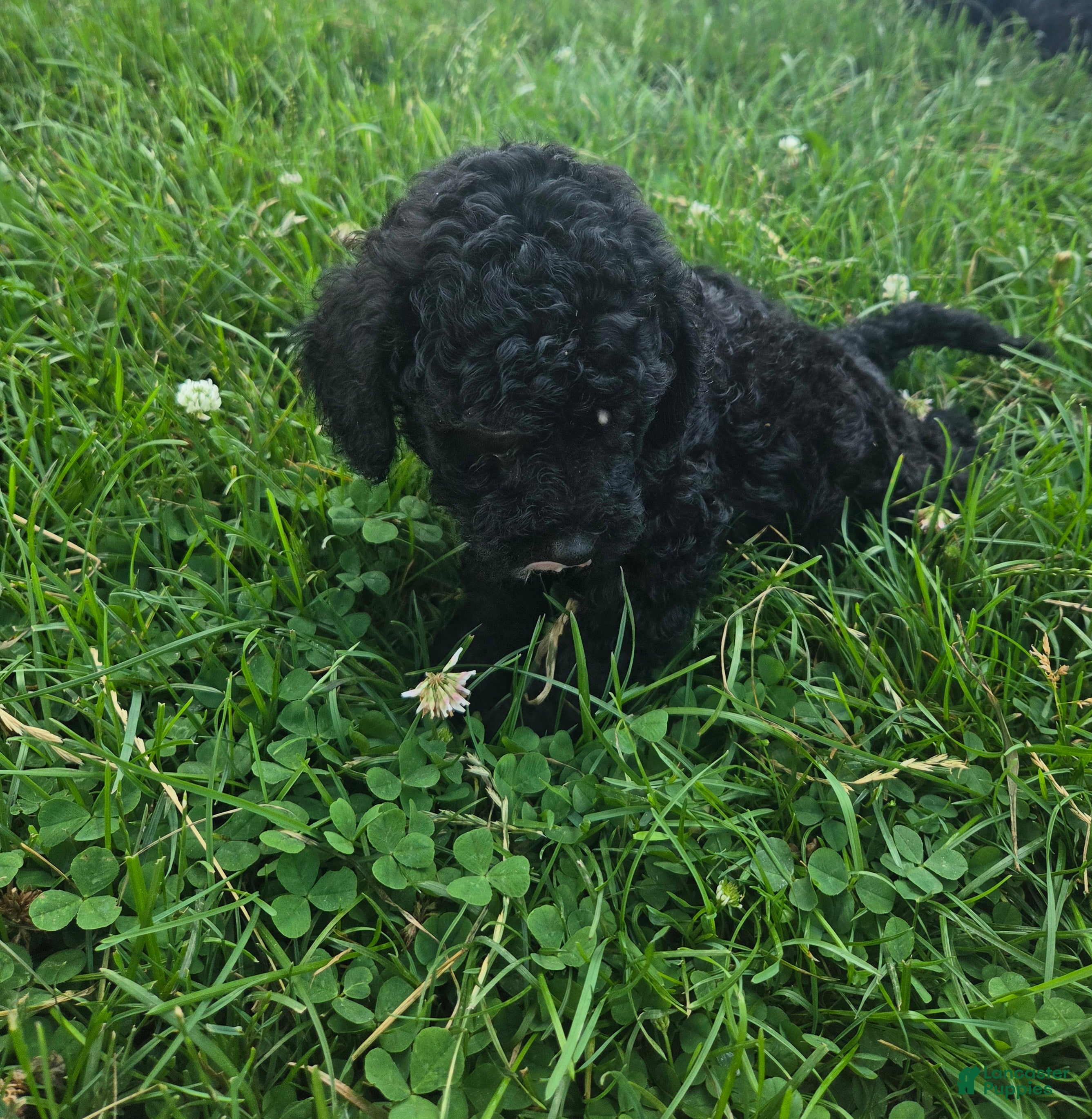 Cavapoo dogs Winston - Ad 1