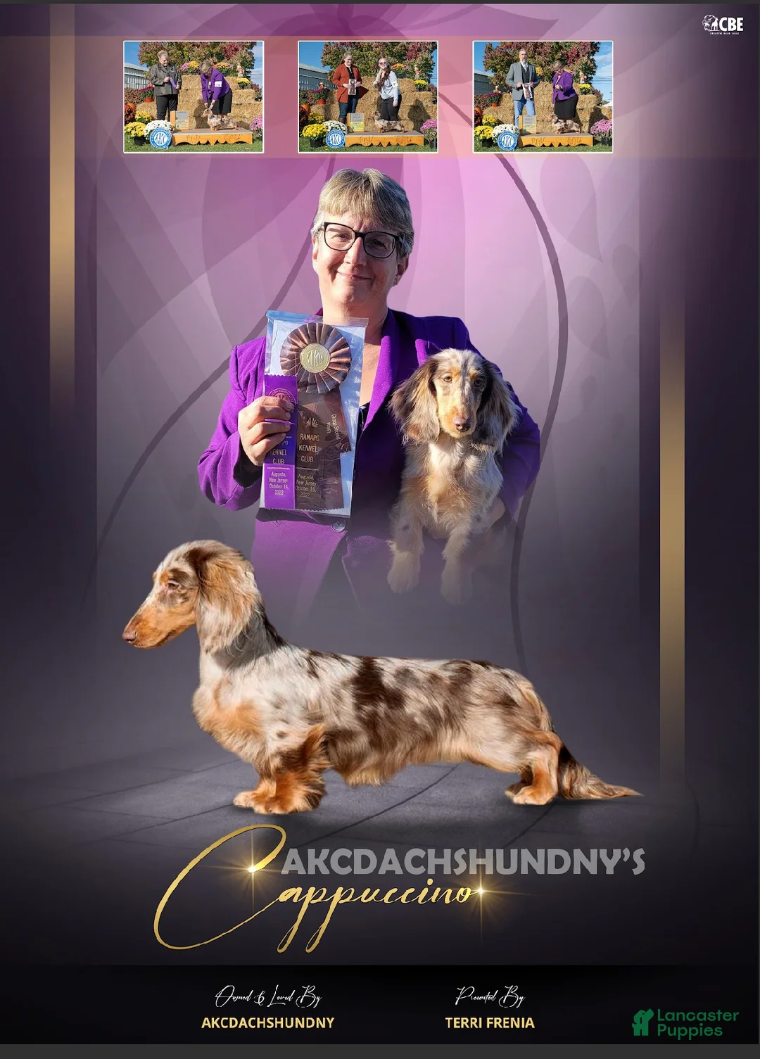 Miniature Dachshund dogs for sale: Champion Cappuccino boy - Ad 9