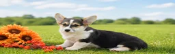 Welsh Corgi Pembroke dogs for sale: Conrad - Ad 2