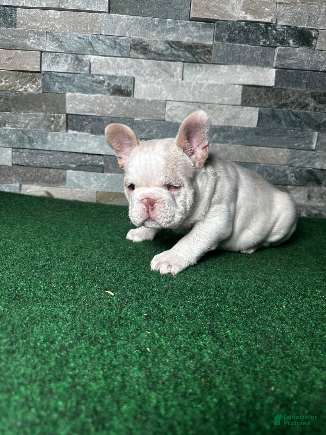 French Bulldog dogs for sale: French Bulldog Puppy 1 - Ad 9
