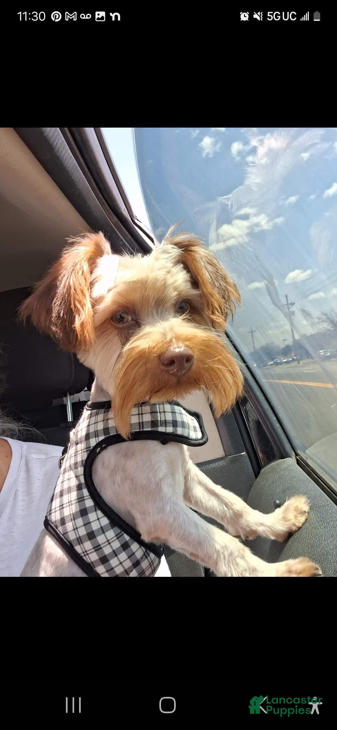 Gallery Image {{count}}