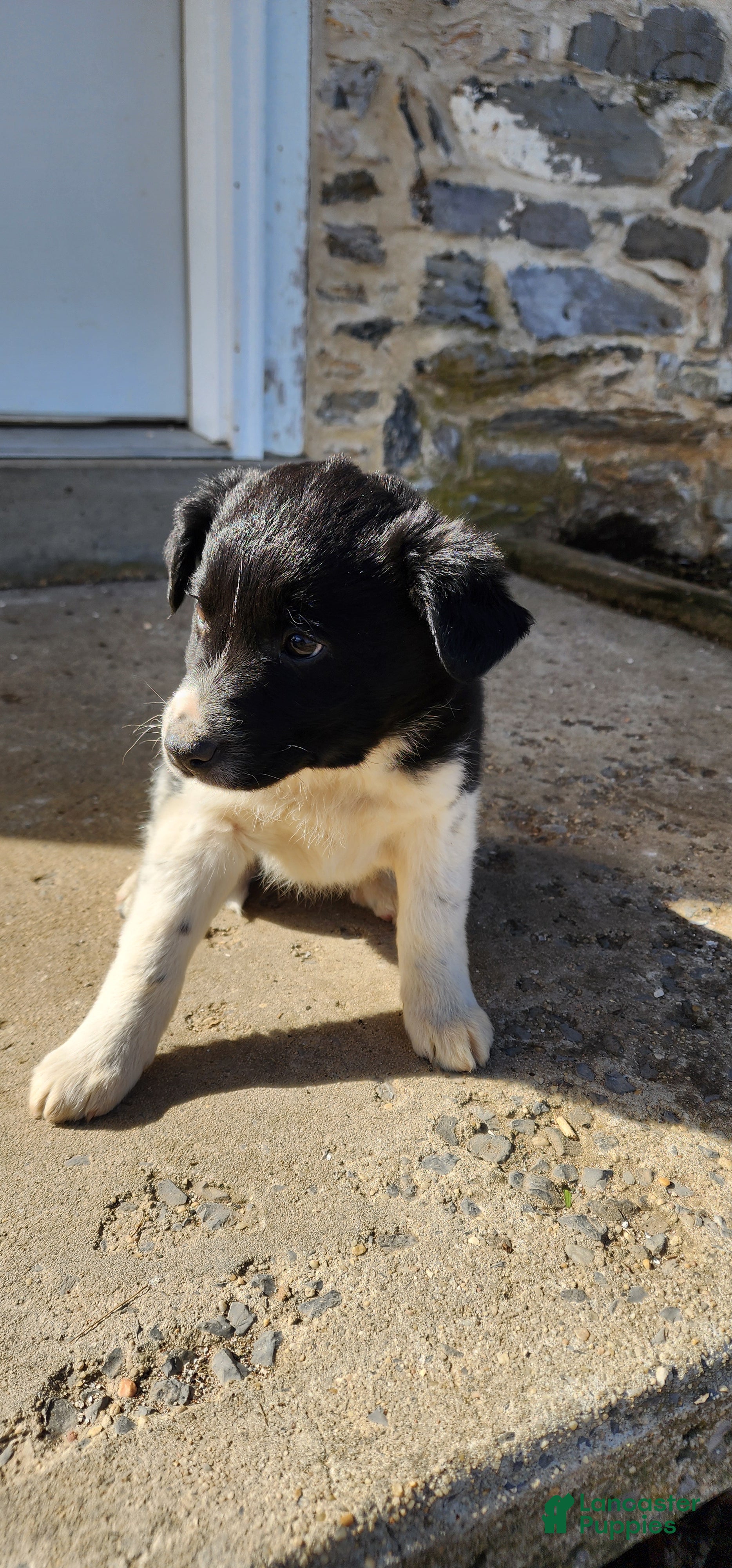 Mixed Breed dogs Mixed Breed Puppy 2 - Ad 2