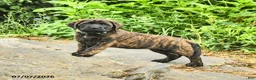 English Mastiff dogs for sale: Lyla - Ad 1