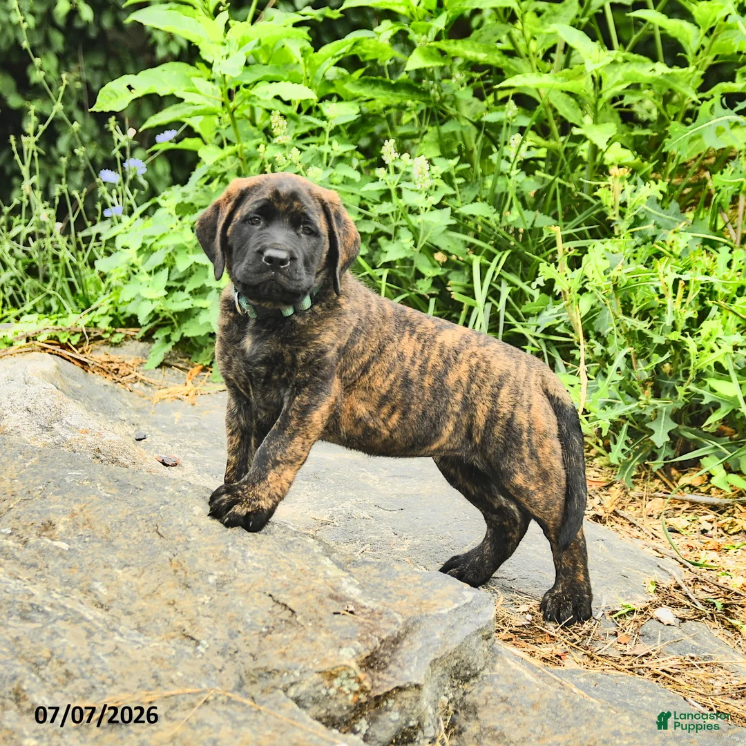 English Mastiff dogs for sale: Lyla - Ad 1