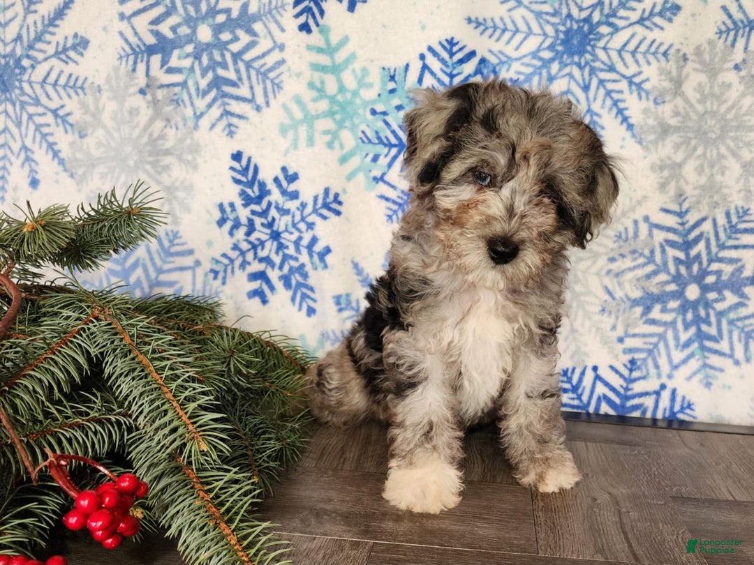 Mini Bernedoodle dogs for sale: Angel - Ad 1