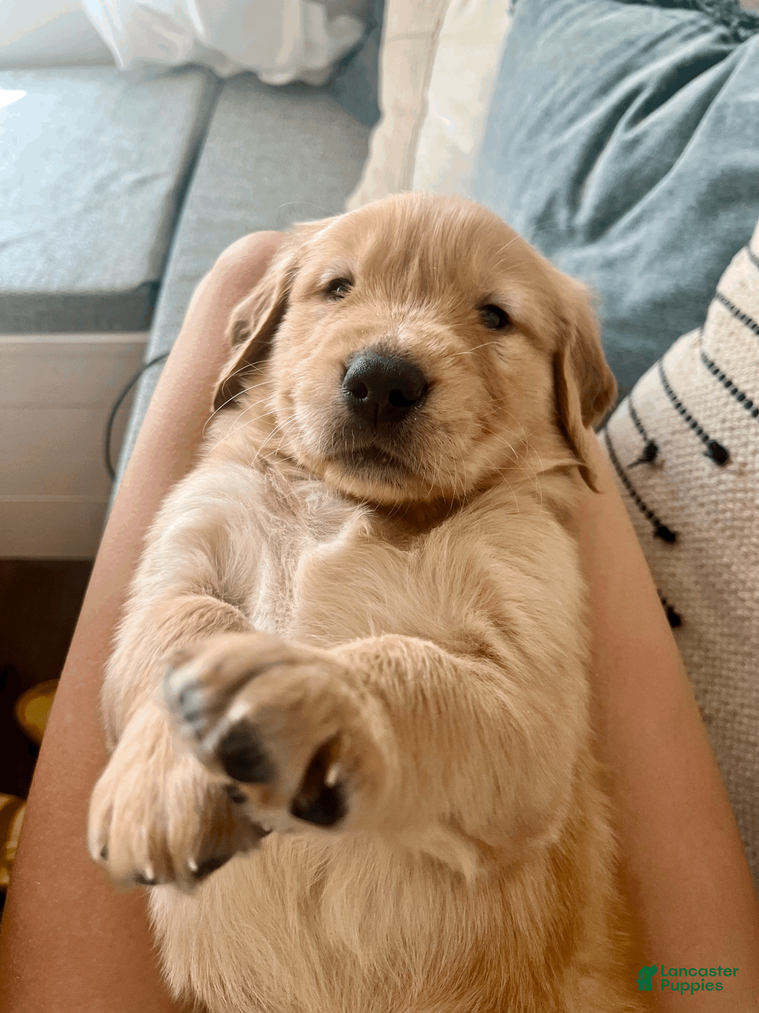 Golden Retriever dogs for sale: Tan Girl - Ad 6