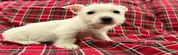 West Highland Terrier dogs for sale: Cheyenie - Ad 4