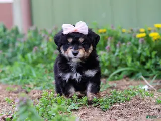 Mini Aussiedoodle dogs for sale: Bailey - Ad 2