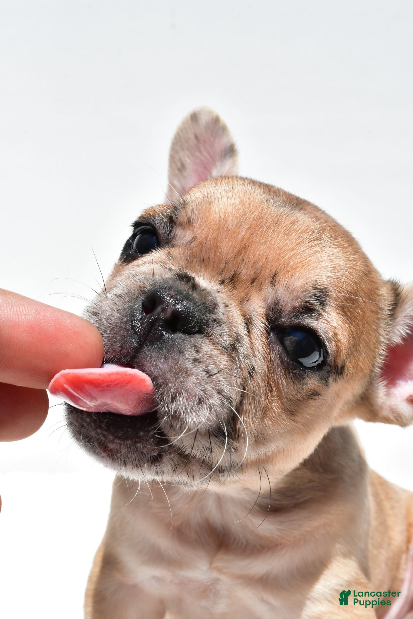 French Bulldog dogs Bailey - Ad 2