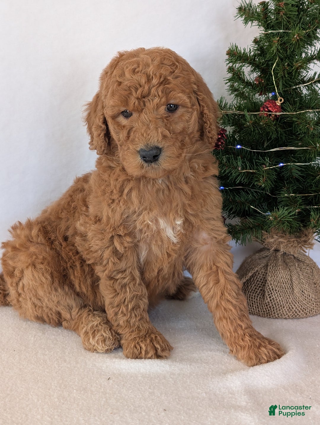 Goldendoodle dogs for sale: Miss Daisy  - Ad 4