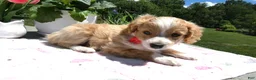 Mini Aussiedoodle dogs for sale: Mini Aussiedoodle 3 Jolly - Ad 3