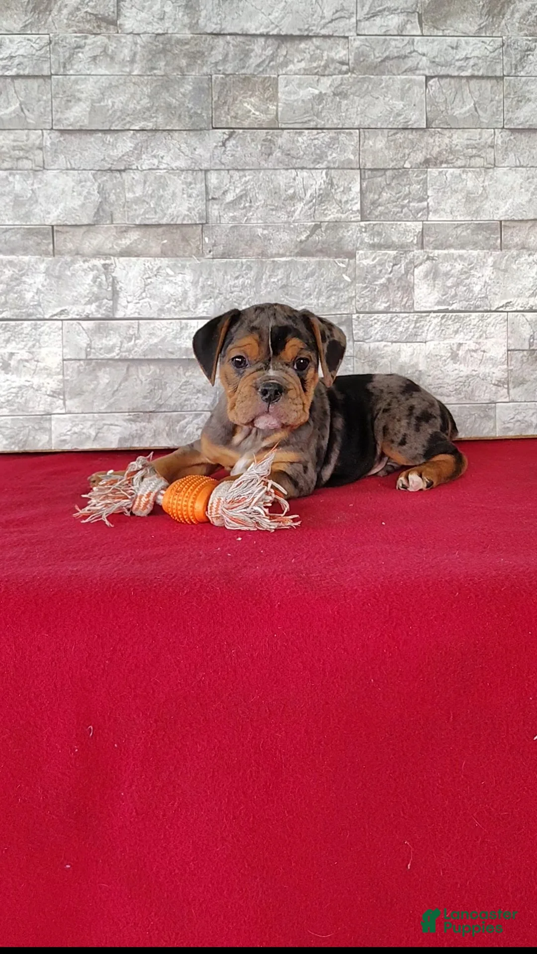 Beabull dogs for sale: Reese - Ad 1