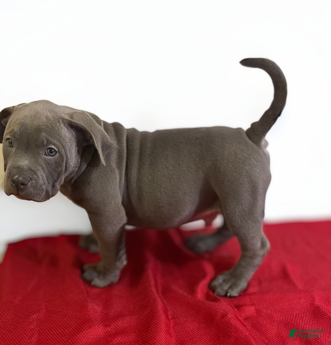 American Bully dogs for sale: Rocko - Ad 5