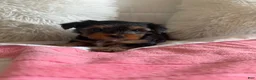 Yorkshire Terrier dogs for sale: Yorkshire Terrier 2 - Ad 3