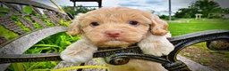 Havapoo dogs for sale: Valor - Ad 4