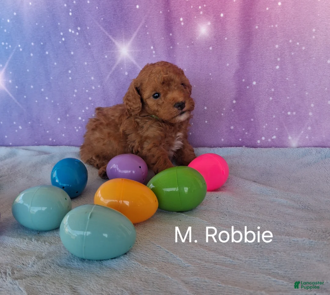 Miniature Poodle dogs for sale: Miniature Poodle Robbie - Ad 1