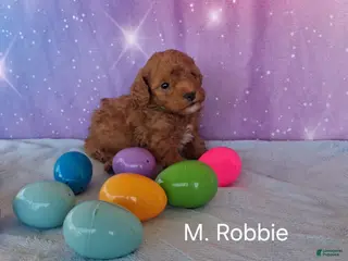 Miniature Poodle dogs Miniature Poodle Robbie - Ad 17