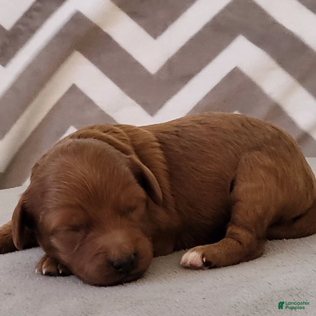 Toy Poodle dogs for sale: Crystal  - Ad 1