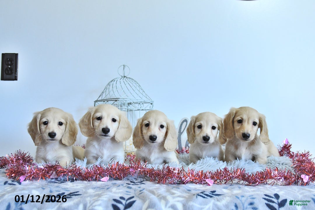 Miniature Dachshund dogs for sale: Finnley - Ad 5