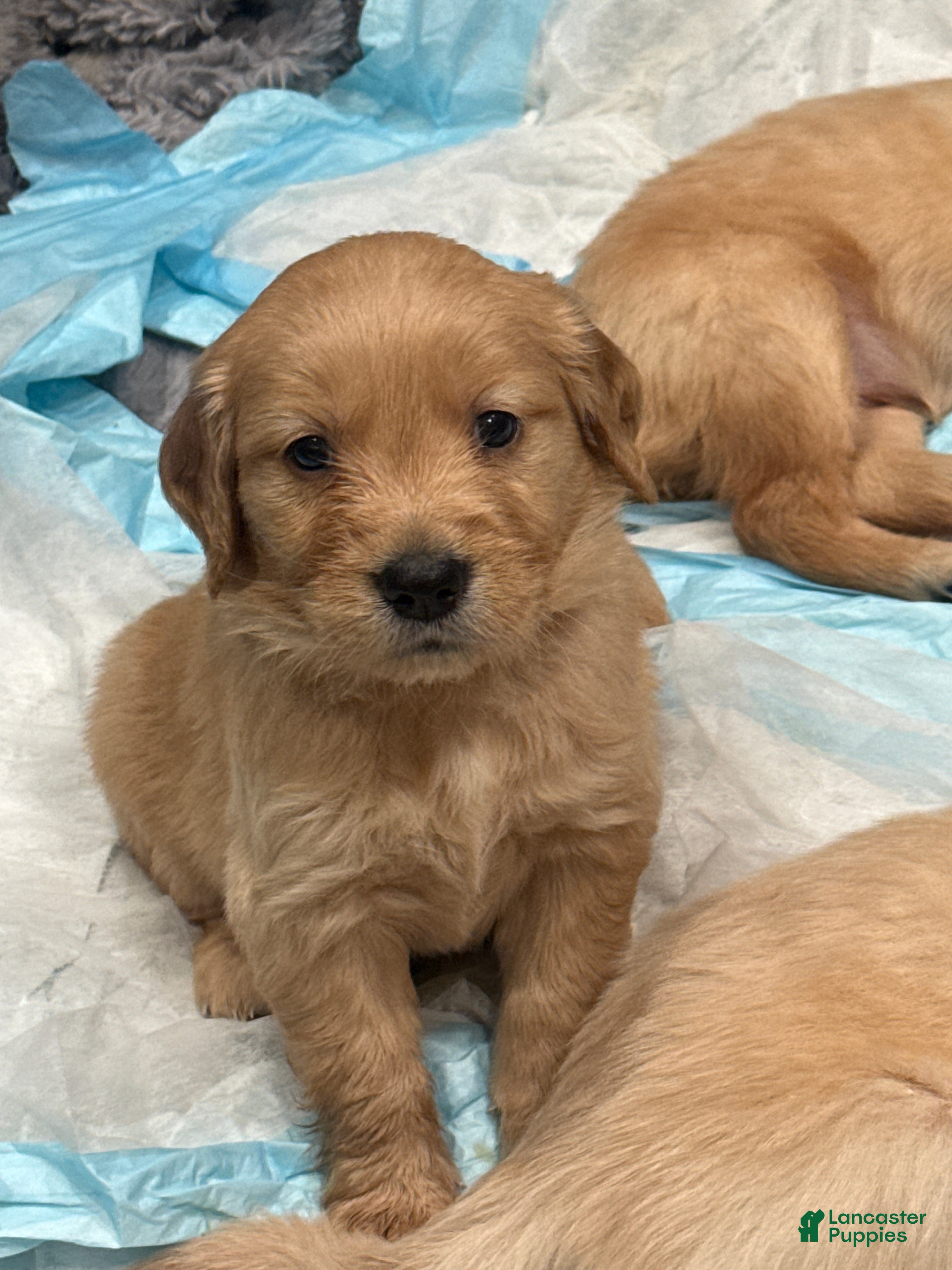 Golden Retriever dogs Golden Retriever Puppy 7 - Ad 5
