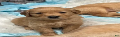 Golden Retriever Puppy 7