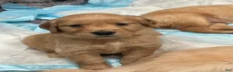 Golden Retriever dogs for sale: Golden Retriever Puppy 7 - Ad 1