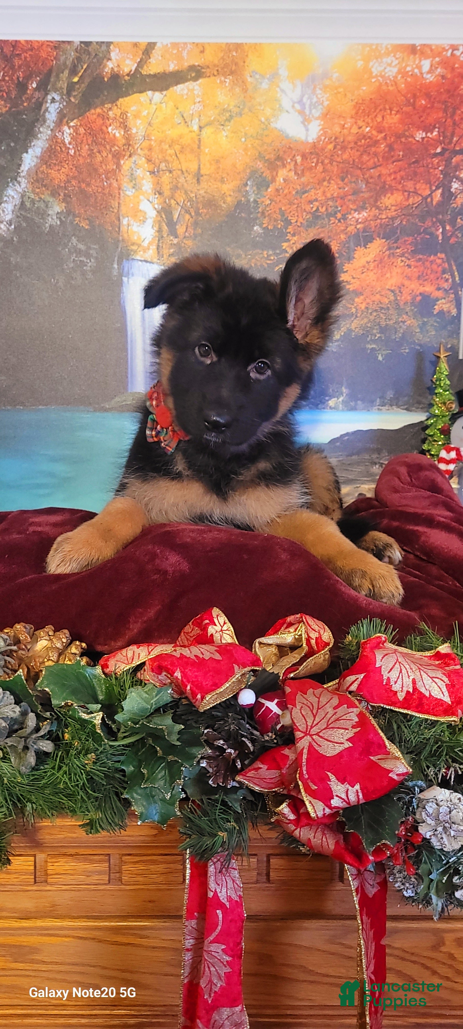 German Shepherd dogs Holly - Ad 15