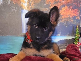 German Shepherd dogs Holly - Ad 15