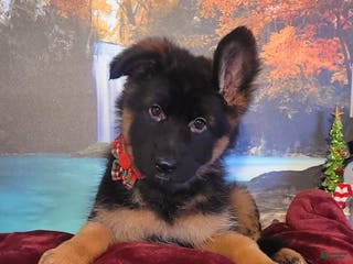 German Shepherd dogs Holly - Ad 7