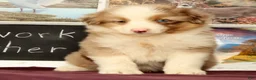 Miniature Australian Shepherd dogs for sale: Shooter - Ad 2