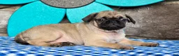 Pug dogs for sale: Bailey - Ad 5