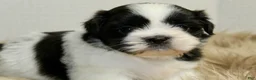 Shih Tzu dogs for sale: Dot - Ad 11