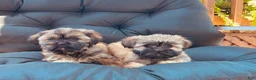 Shihpoo dogs for sale: Shihpoo Puppy 1 - Ad 3