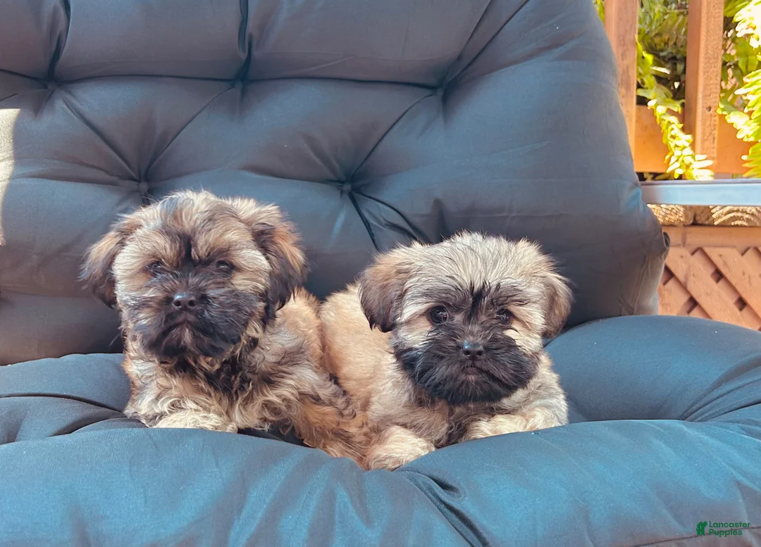 Shihpoo dogs for sale: Shihpoo Puppy 1 - Ad 3