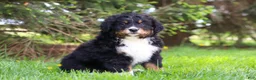 Bernese Mountain Dog dogs for sale: Finn - Ad 5