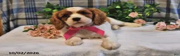 Cavalier King Charles Spaniel dogs for sale: Caramel - Ad 3