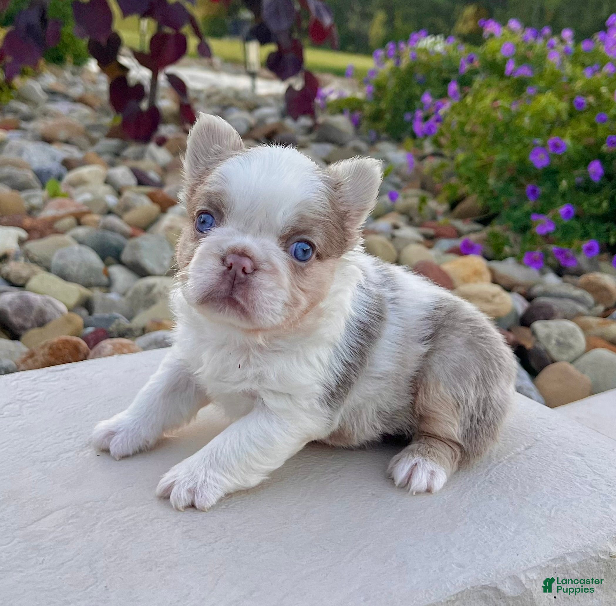 French Bulldog dogs Mercedes - Ad 1