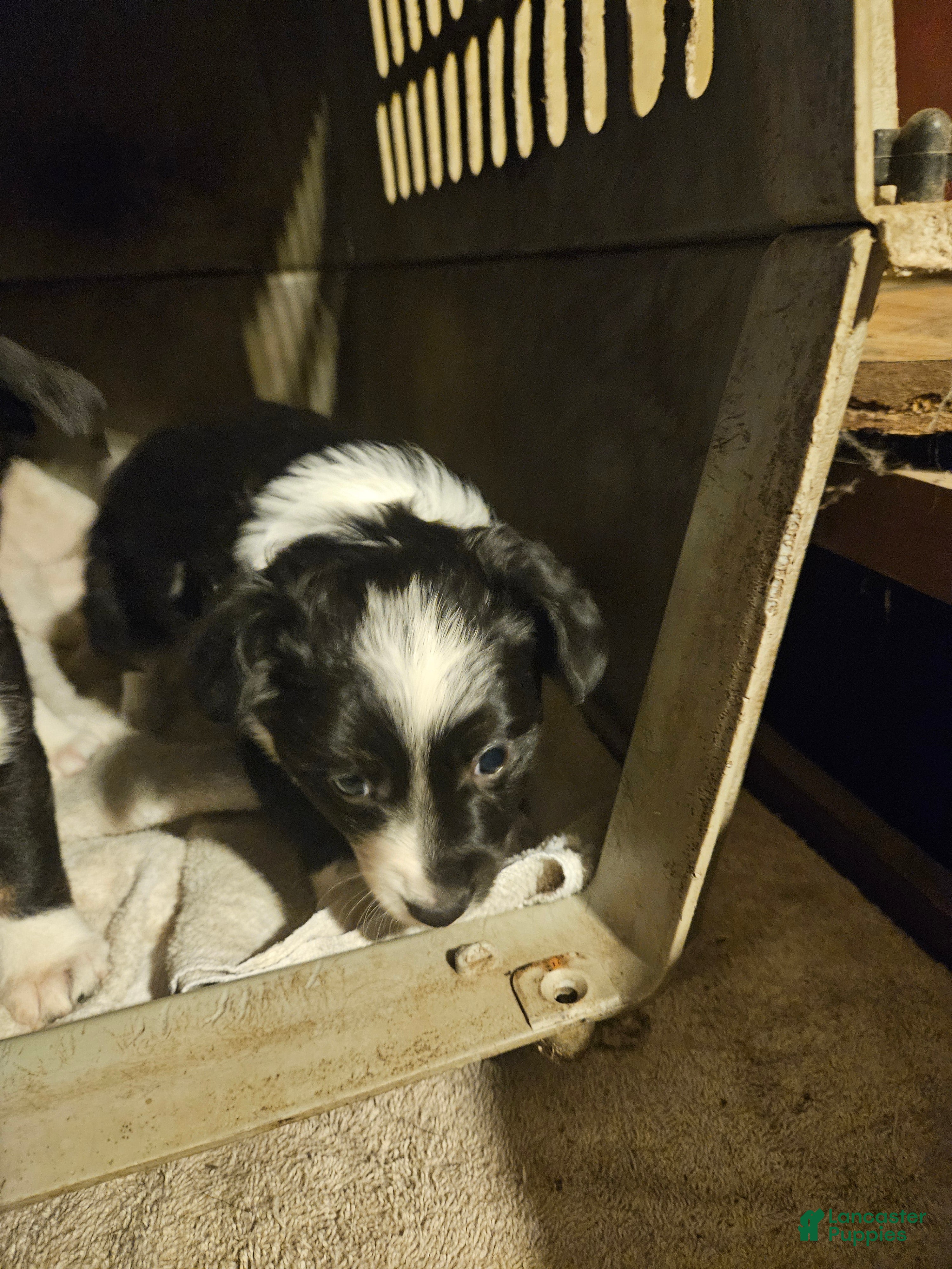 Border Collie dogs Kumba (Call-Text) - Ad 20