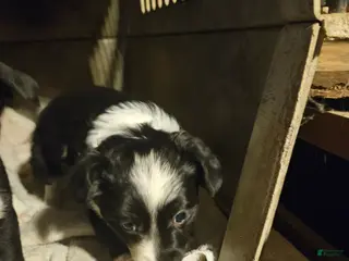 Border Collie dogs Kumba (Call-Text) - Ad 30