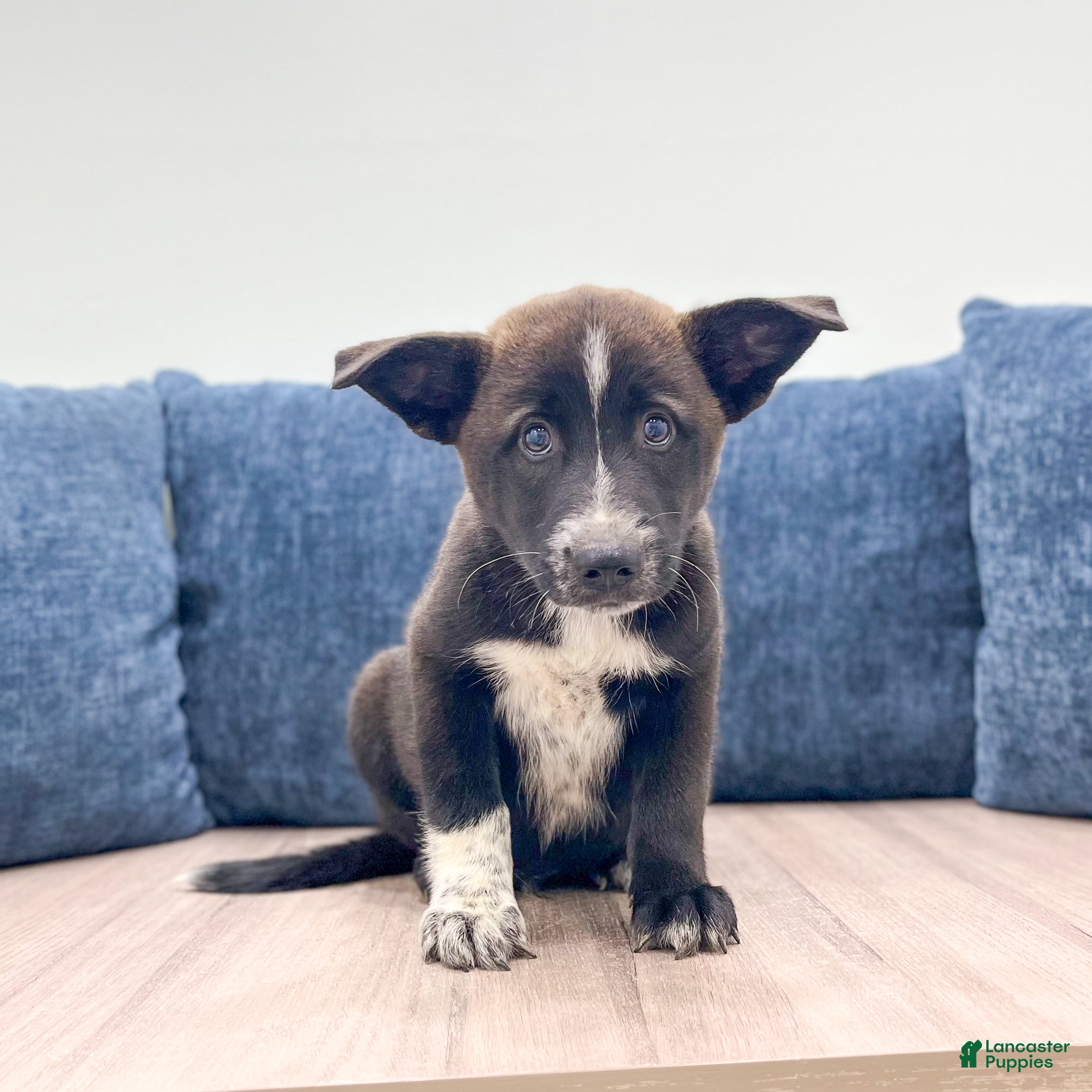 Mixed Breed dogs Reese - Ad 1
