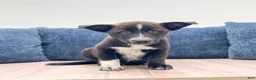 Mixed Breed dogs for sale: Reese - Ad 1