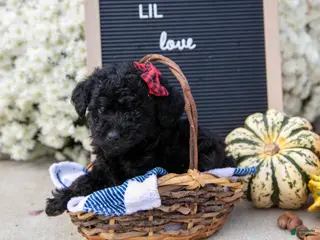 Mixed Breed dogs Amelia - Ad 3