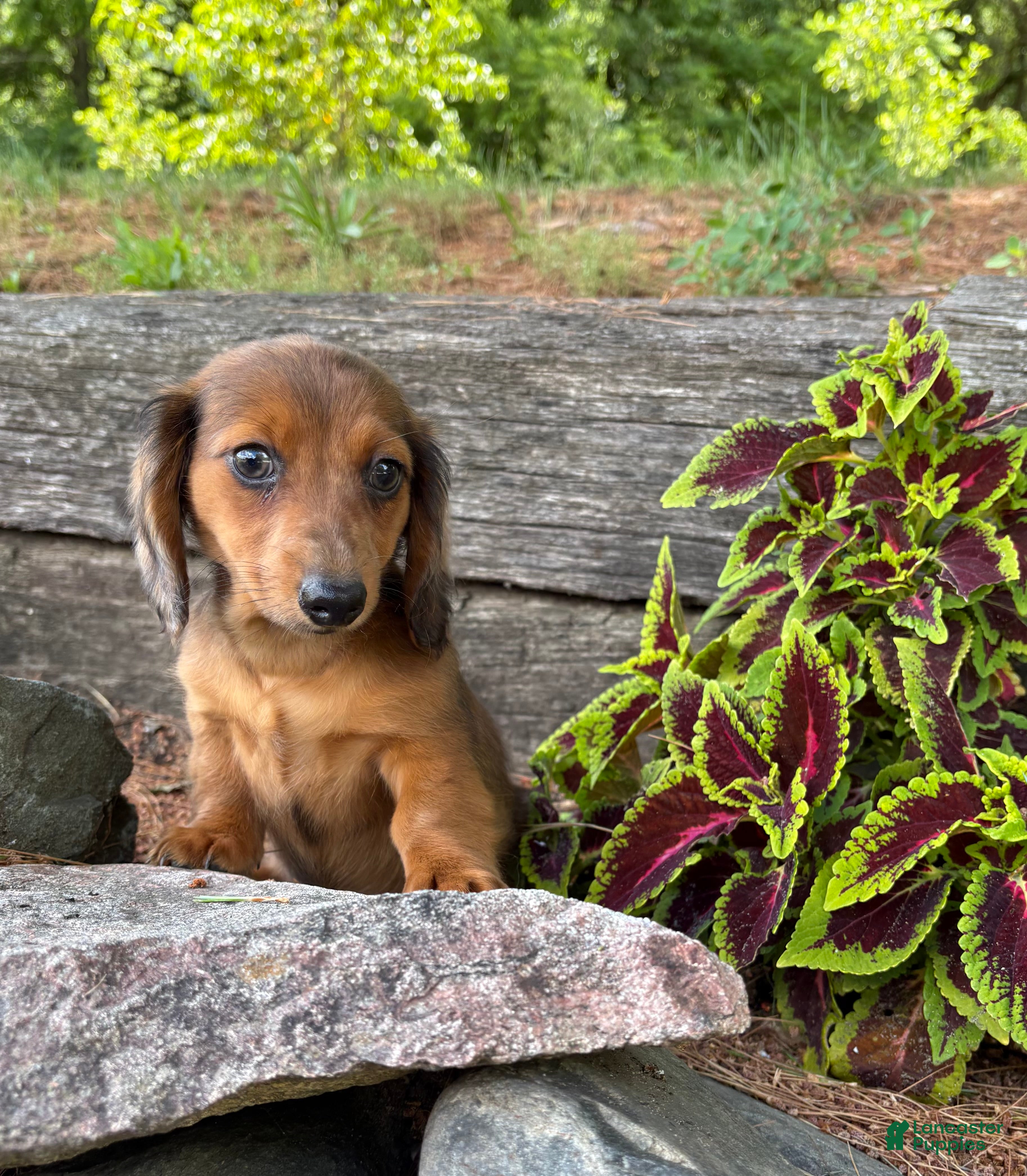 Dachshund dogs Romeo - Ad 1