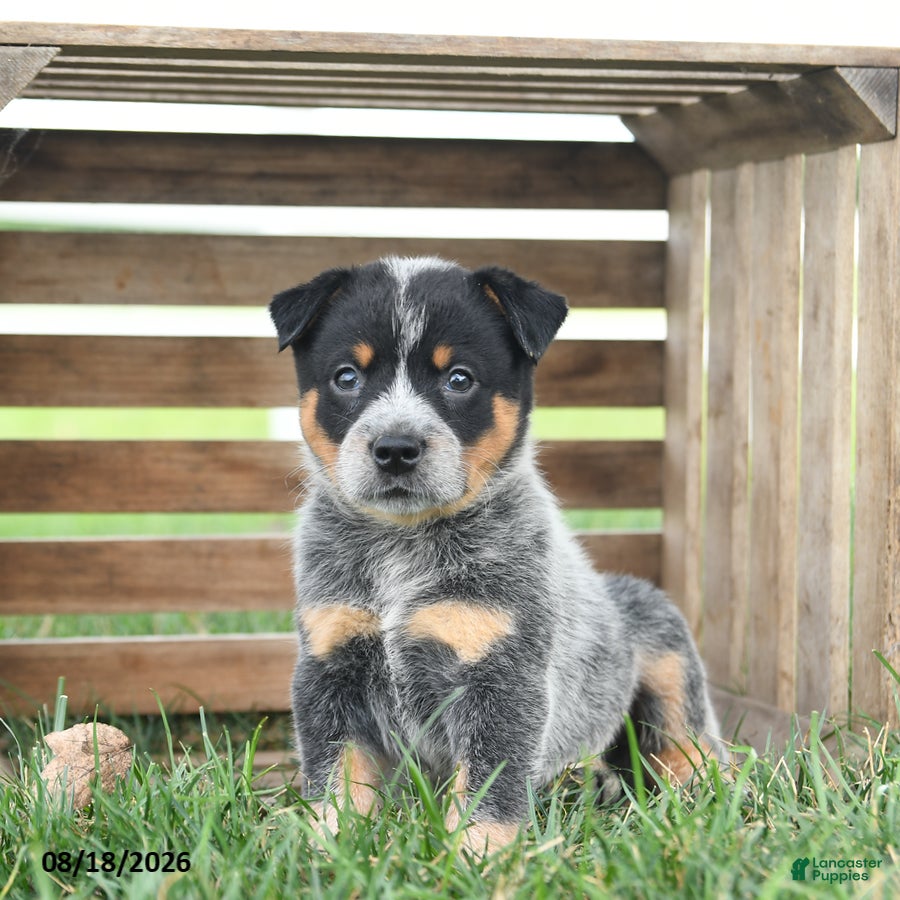 Australian Cattle Dog dogs Blizzard - Ad 2