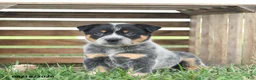 Australian Cattle Dog dogs for sale: Blizzard - Ad 2
