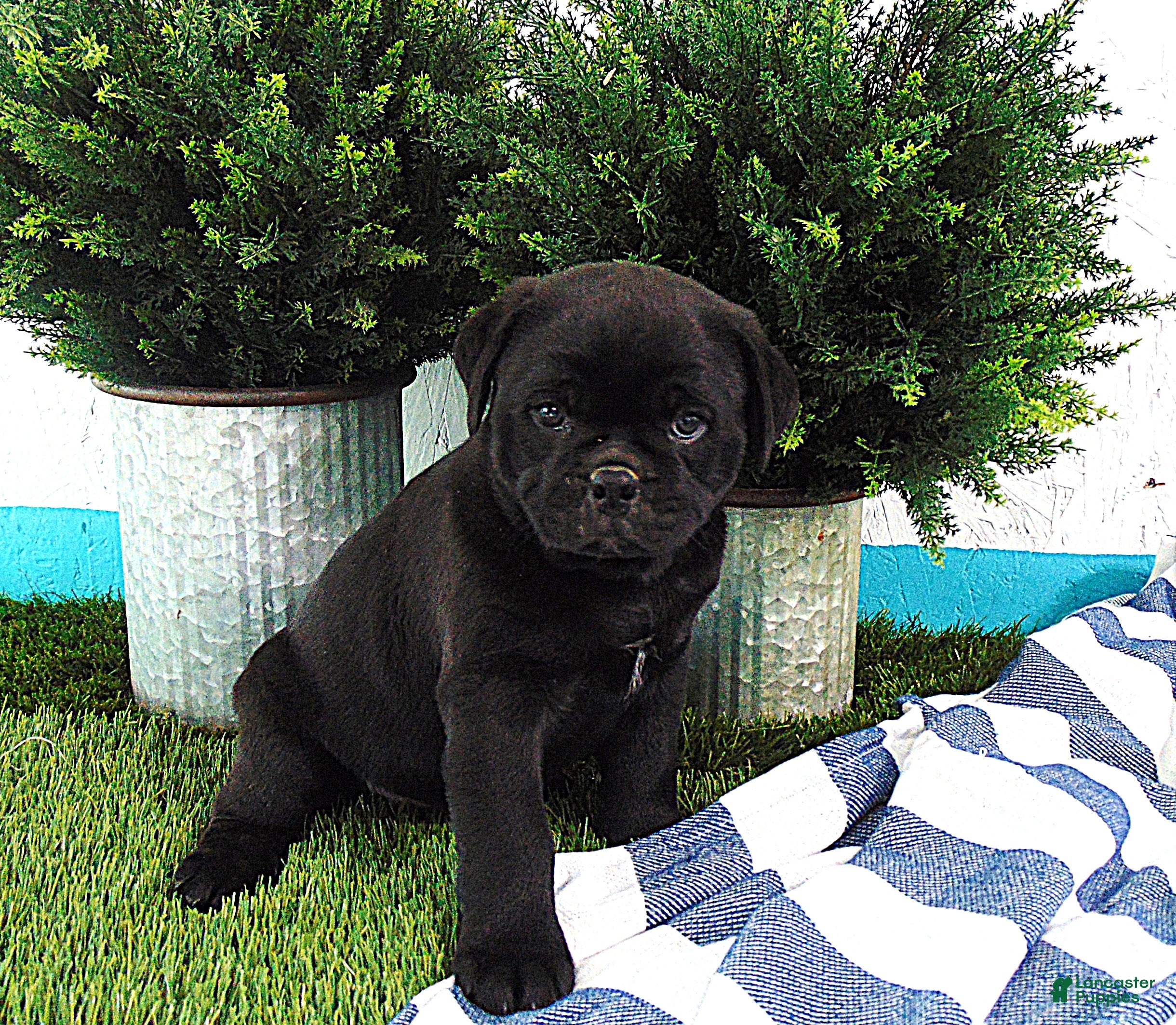Mixed Breed dogs Sophia - Ad 1