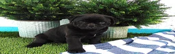 Mixed Breed dogs for sale: Sophia - Ad 1