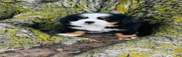 Bernese Mountain Dog dogs for sale: Callahan - Ad 5